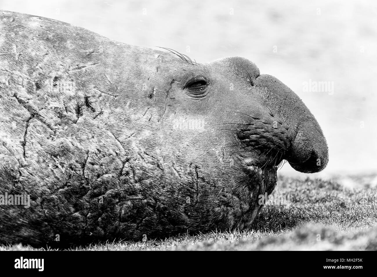 Éléphant de mer en noir et blanc. La Géorgie du Sud, Sud de l'océan Atlantique. Banque D'Images