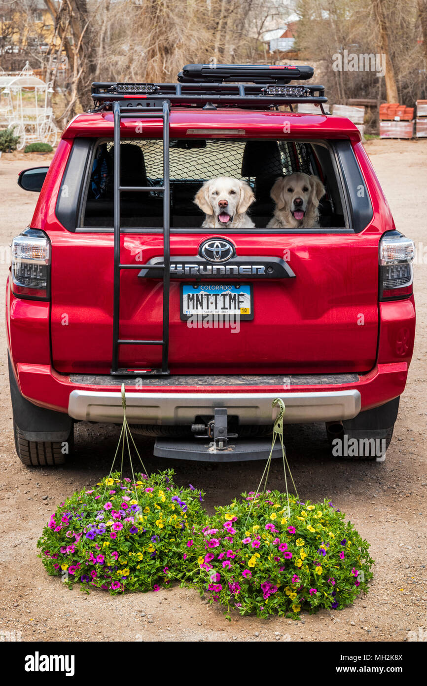 Deux chiens Golden Retriever de couleur platine ; l'arrière du SUV ; frais de fleurs de printemps ; Salida, Colorado, USA Banque D'Images