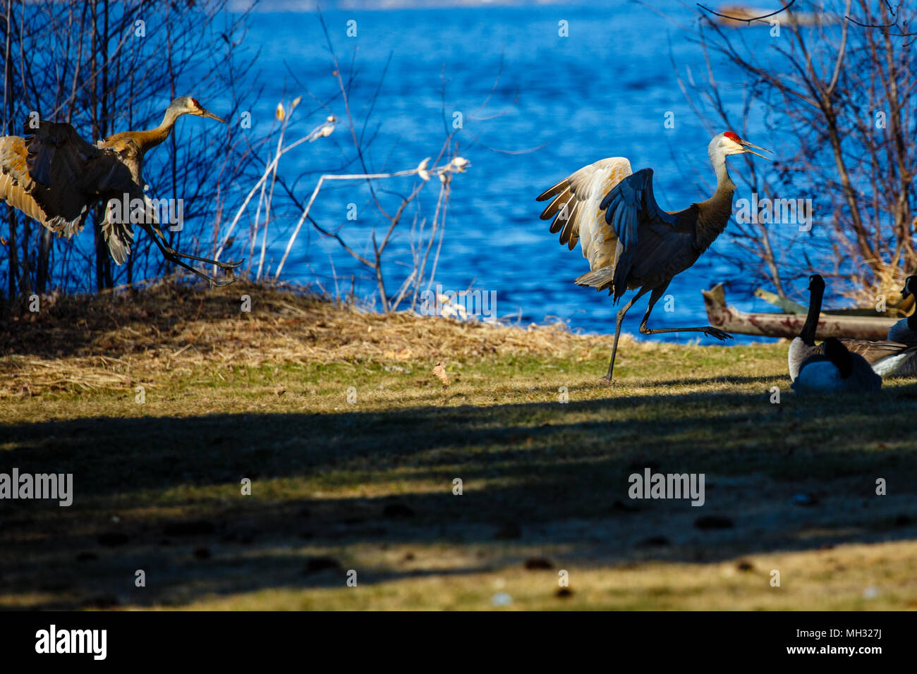 Deux grues du Canada (Grus canadensis) faisant une danse d'accouplement dans la rookerie View Park Wausau, Wisconsin en avril 3 Banque D'Images