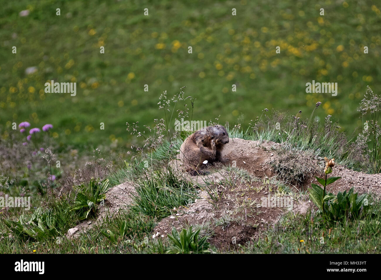 Marmot - Autriche. Murmeltier - Österreich Banque D'Images