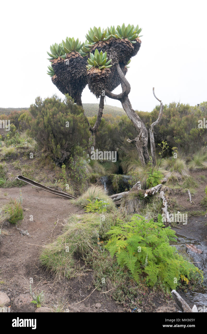 Groundsel sur le mont Kilimandjaro Banque D'Images