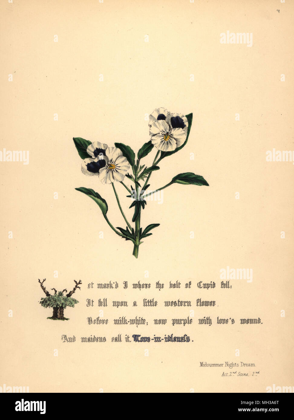Love-in-Idleness (Songe d'une nuit). Handcoioured illustration botanique dessiné et lithographié par Jane Elizabeth Giraud à partir des fleurs de Shakespeare, jour et Haghe, Londres, 1845. Banque D'Images