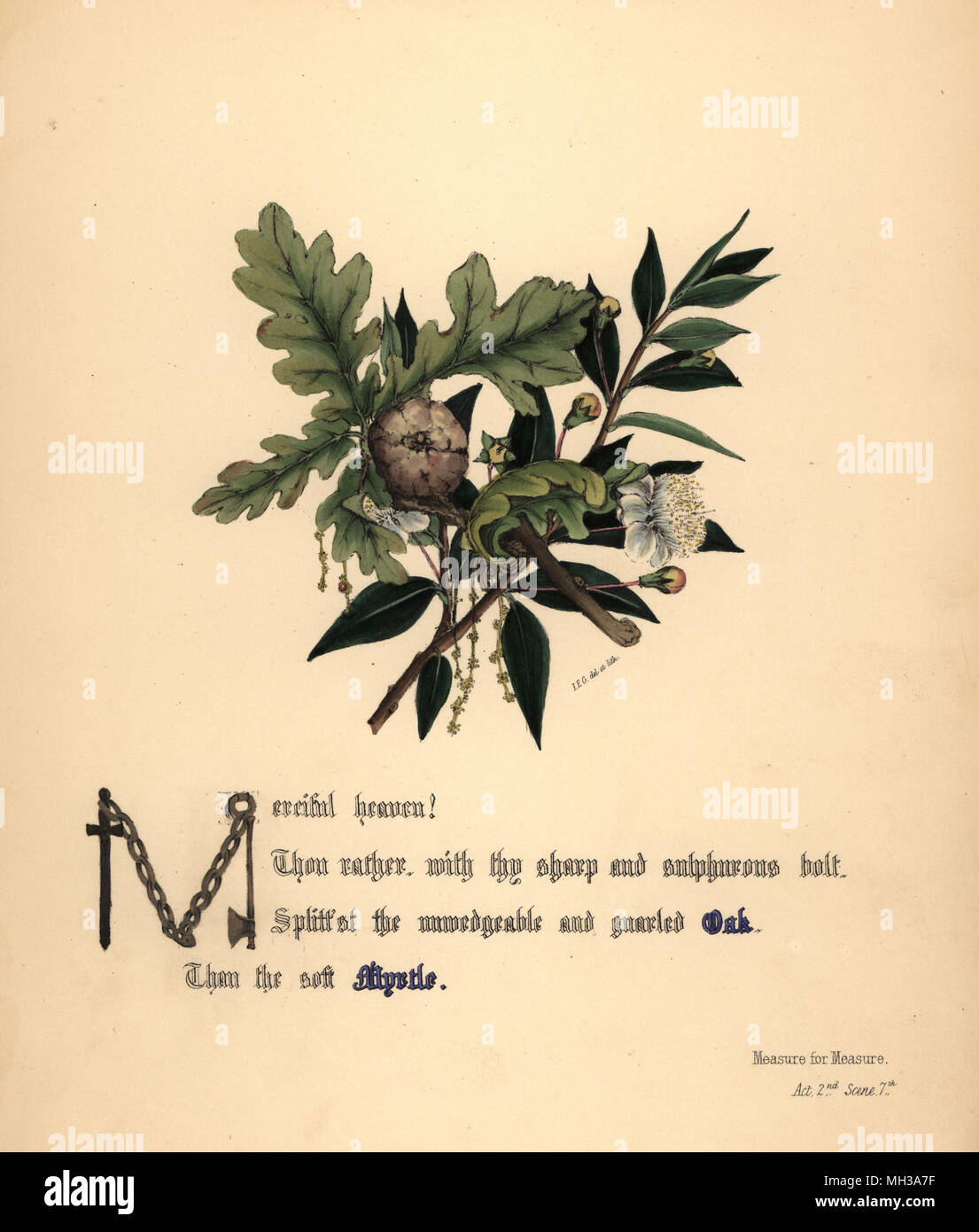 Chêne et Myrtle (Mesure pour mesure). Handcoioured illustration botanique dessiné et lithographié par Jane Elizabeth Giraud à partir des fleurs de Shakespeare, jour et Haghe, Londres, 1845. Banque D'Images