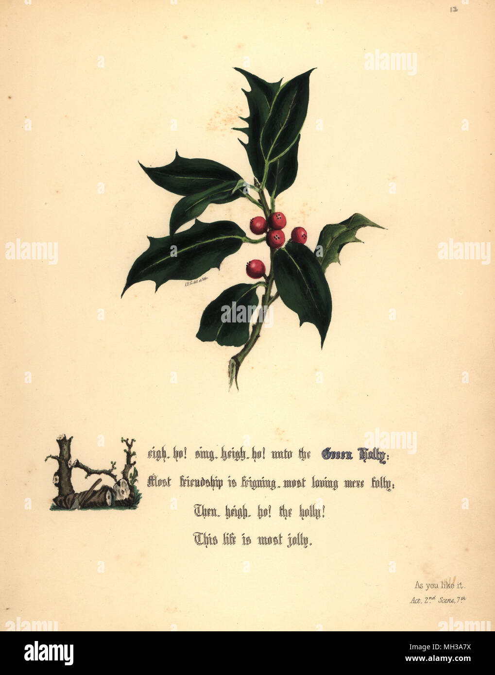Green Holly (comme vous l'aimez). Handcoioured illustration botanique dessiné et lithographié par Jane Elizabeth Giraud à partir des fleurs de Shakespeare, jour et Haghe, Londres, 1845. Banque D'Images