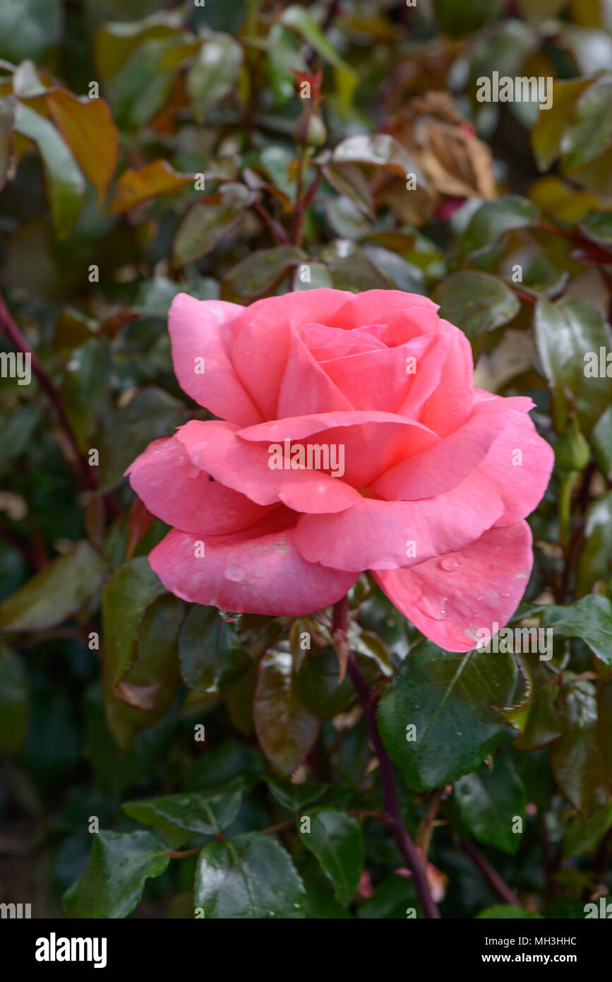 Special Anniversaire Rose Photo Stock Alamy Special Anniversaire Rose Photo Stock Alamy