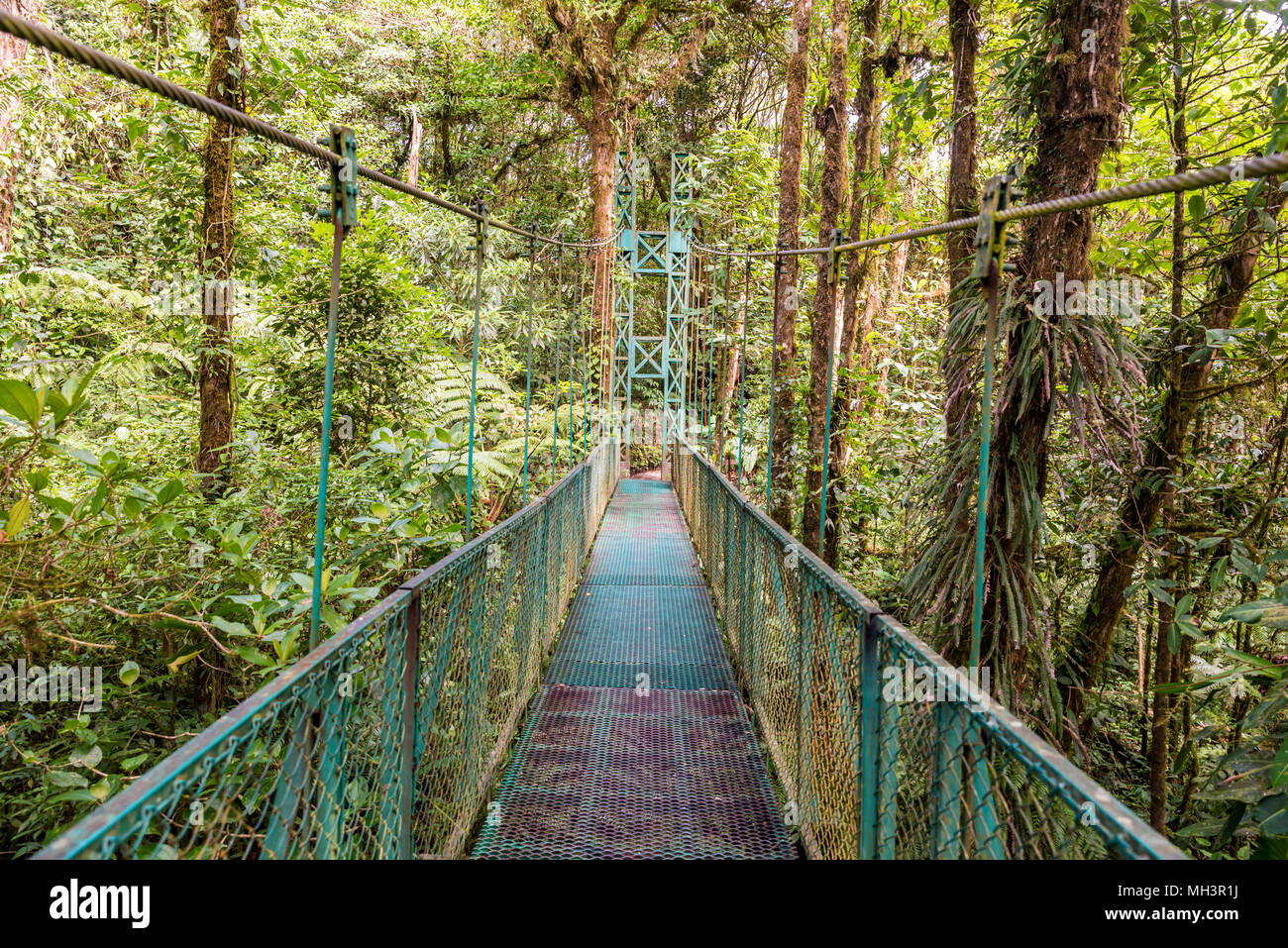 Des ponts suspendus dans la Cloudforest - Monteverde, Costa Rica Banque D'Images