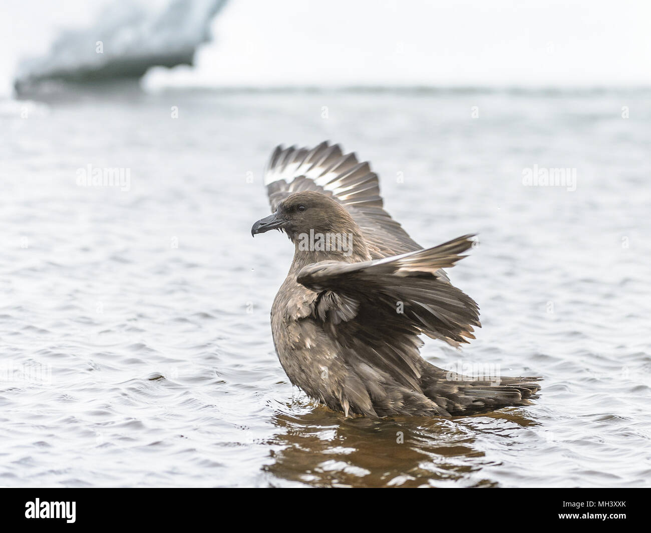 Albatros à plumes brun chasse dans l'eau de l'Antarctique Banque D'Images