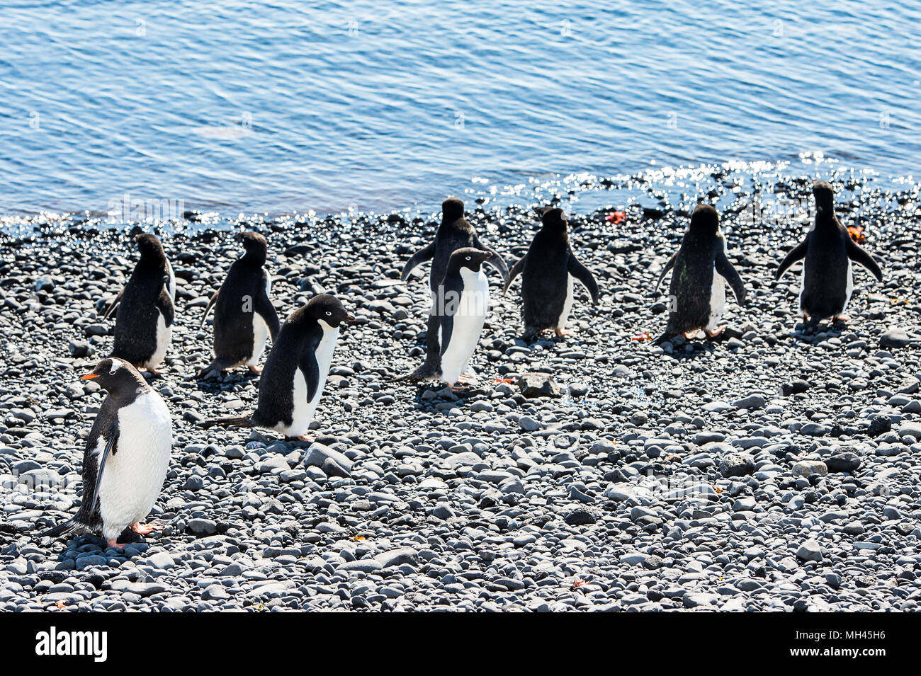 Groupe de manchots adélies, sur la côte de l'océan Banque D'Images