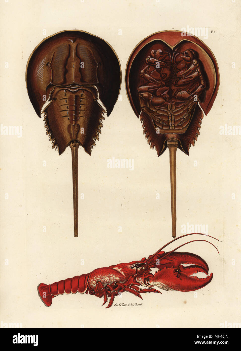 Limule, Limulus polyphemus, et le homard, Homarus gammarus (Ecrevisse moluque, Monoculus polyphème, et le homard, Astacus marinus). À partir de la collection de G. W. Knorr. La gravure sur cuivre coloriée par Georg Wolfgang Knorr de son Deliciae Naturae Selectae de Kabinet van Zeldzaamheden der Natuur, Blusse et Fils, Nuremberg, 1771. Banque D'Images