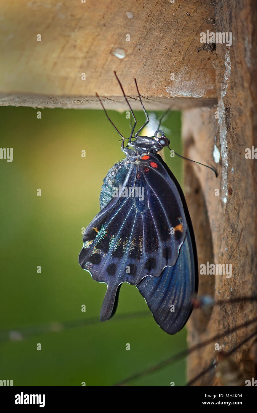 Libre d'un grand Mormon Papilio memnon, Papillon, ailes fermées avec juste après avoir émergé de sa chrysalide au Butterfly Garden Eco et Tribal V Banque D'Images