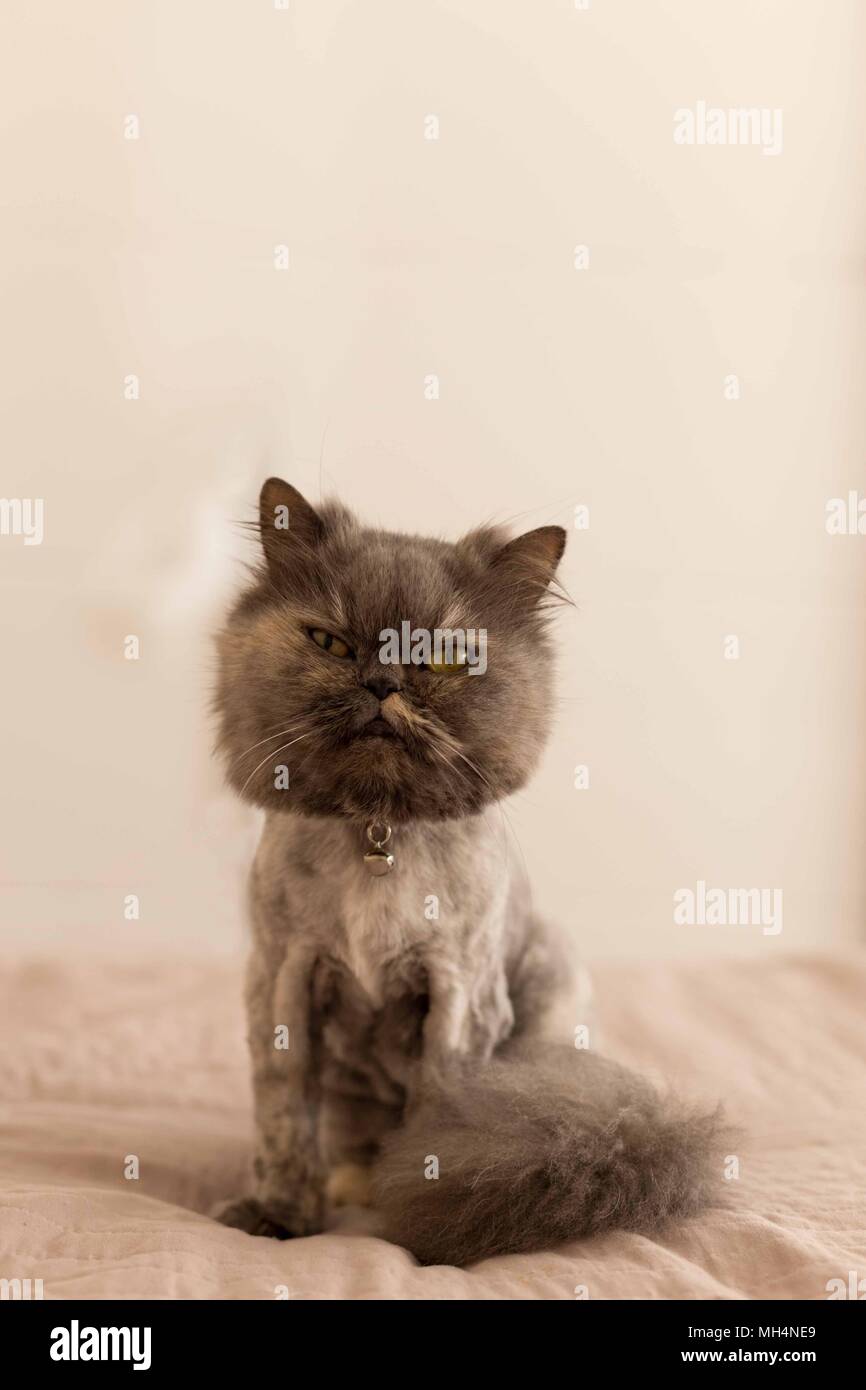 Chat Persan Gris Avec Style D Ete De Toilettage Portrait Vertical Copier L Espace Photo Stock Alamy Chat Persan Gris Avec Style D Ete De Toilettage Portrait Vertical Copier L Espace Photo Stock Alamy