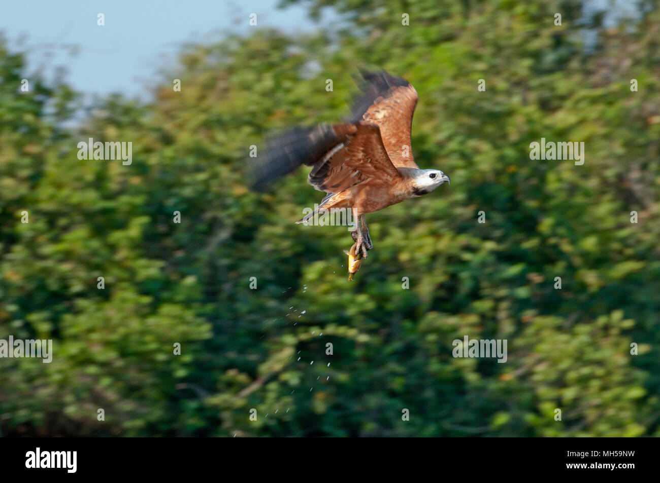 Black-Busarellus (nigracollis) avec des poissons dans le Pantanal, dans le sud du Brésil Banque D'Images