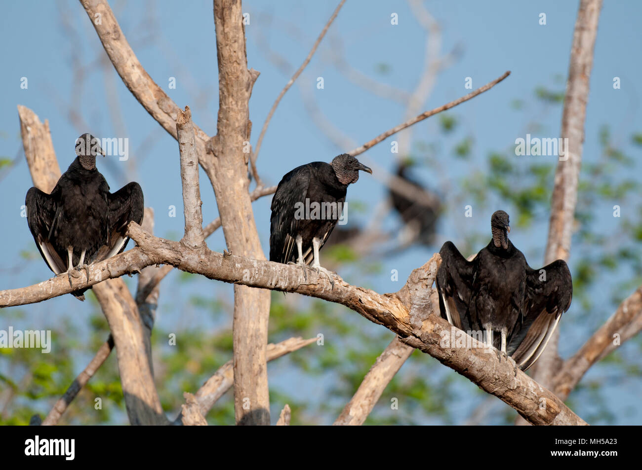 Les vautours noirs en position de propagation (horaltic poser) Banque D'Images