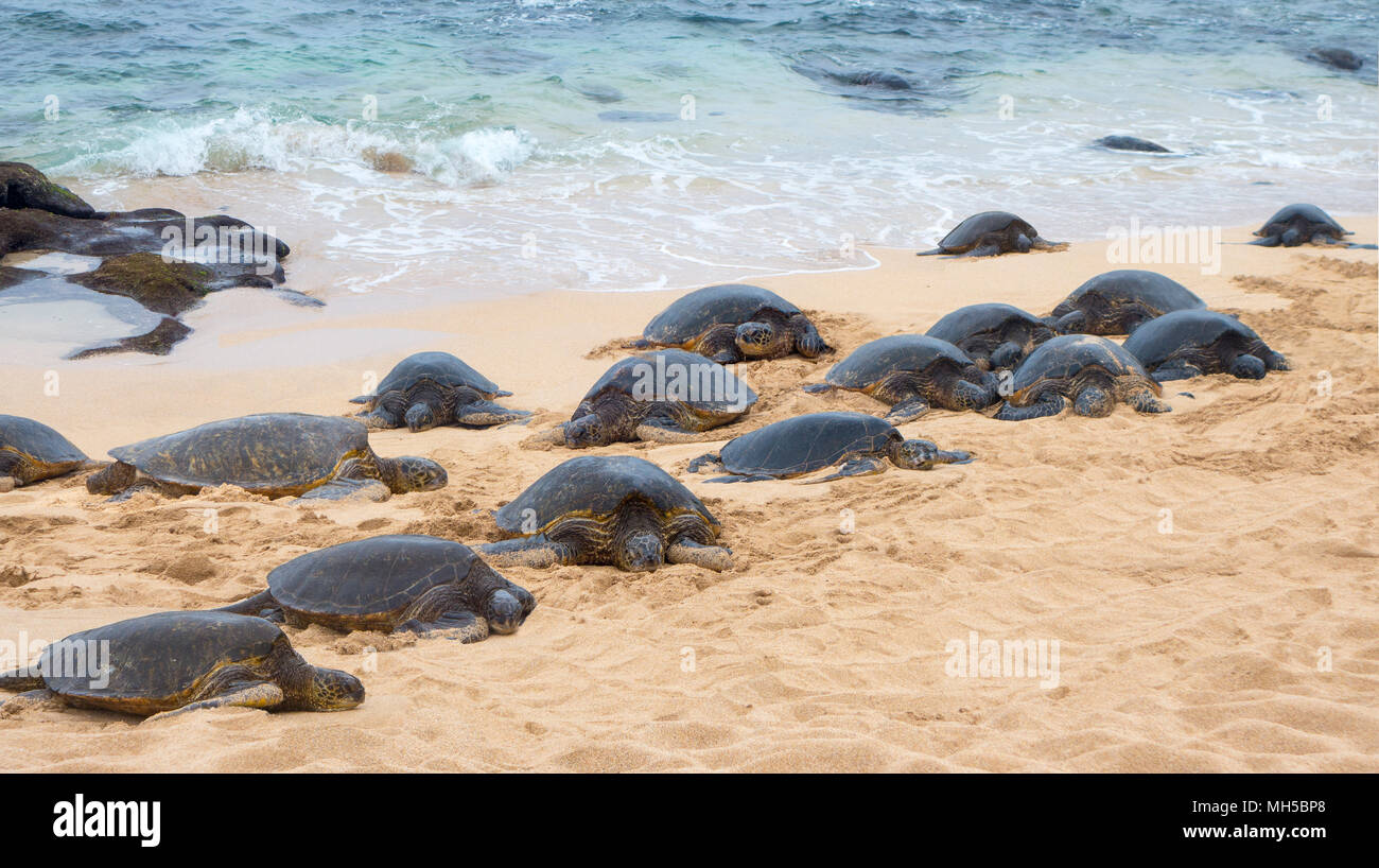 Femelle adulte Biologie Marine les tortues de mer arrivant à Sandy Shores pour pondre leurs oeufs Banque D'Images