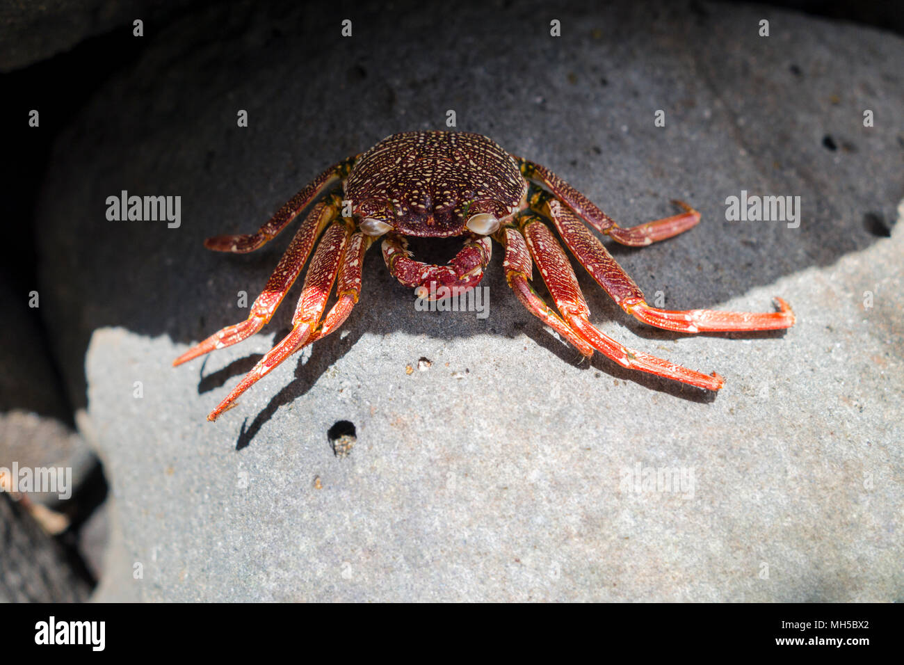 Olowalu hekili camp maui olowalu point Banque D'Images
