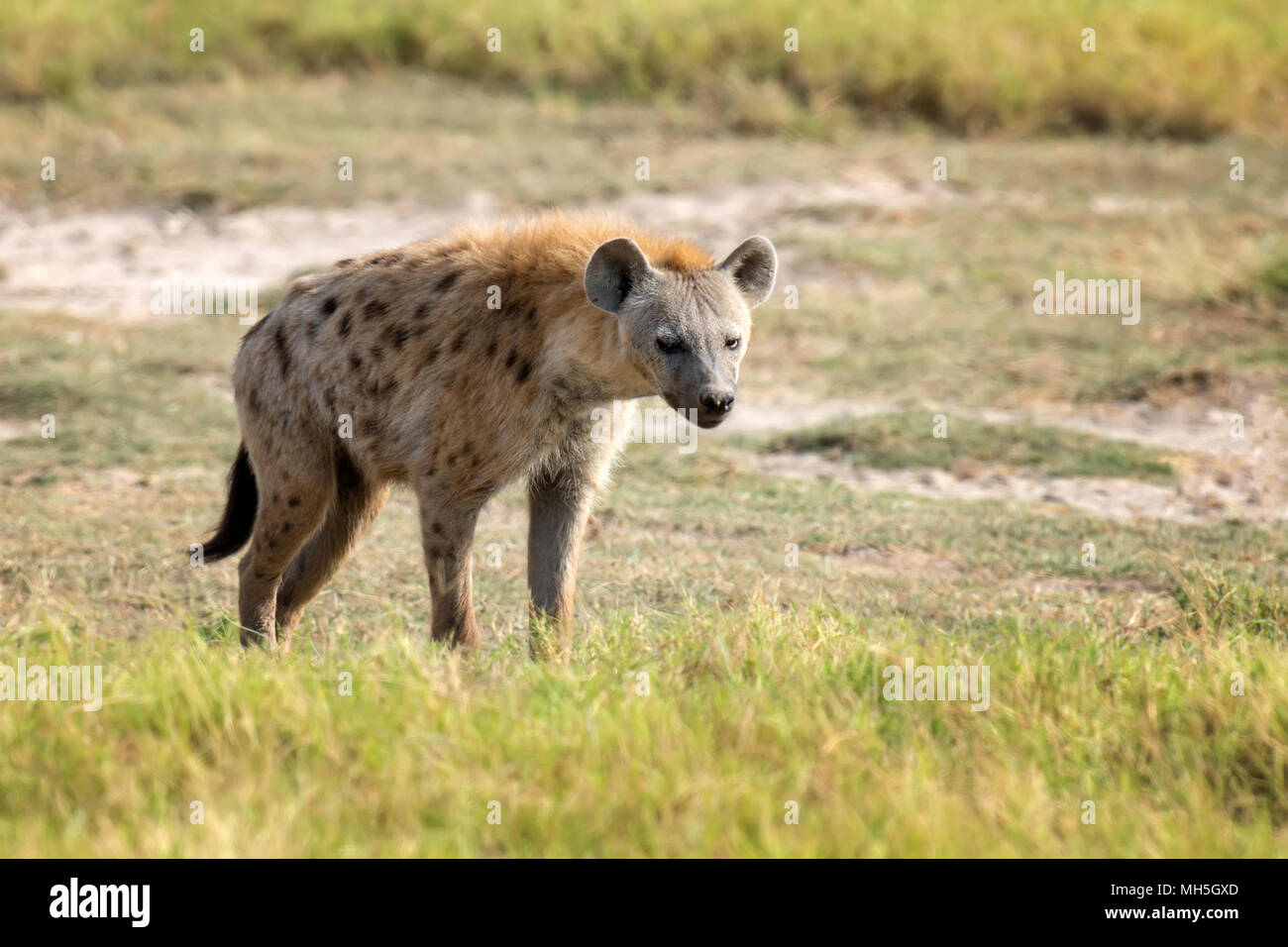 L'Hyène tachetée (Crocuta crocuta) dans le parc national du Kenya Banque D'Images