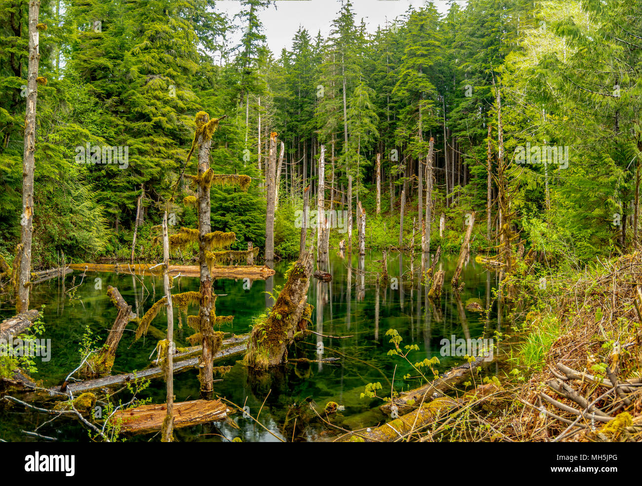 Beauté naturelle, dans l'île de Vancouver - Série 2 Très petite mais belle et douce petit étang près de l'île de Vancouver BC Avatar Grove Canada 4. Banque D'Images