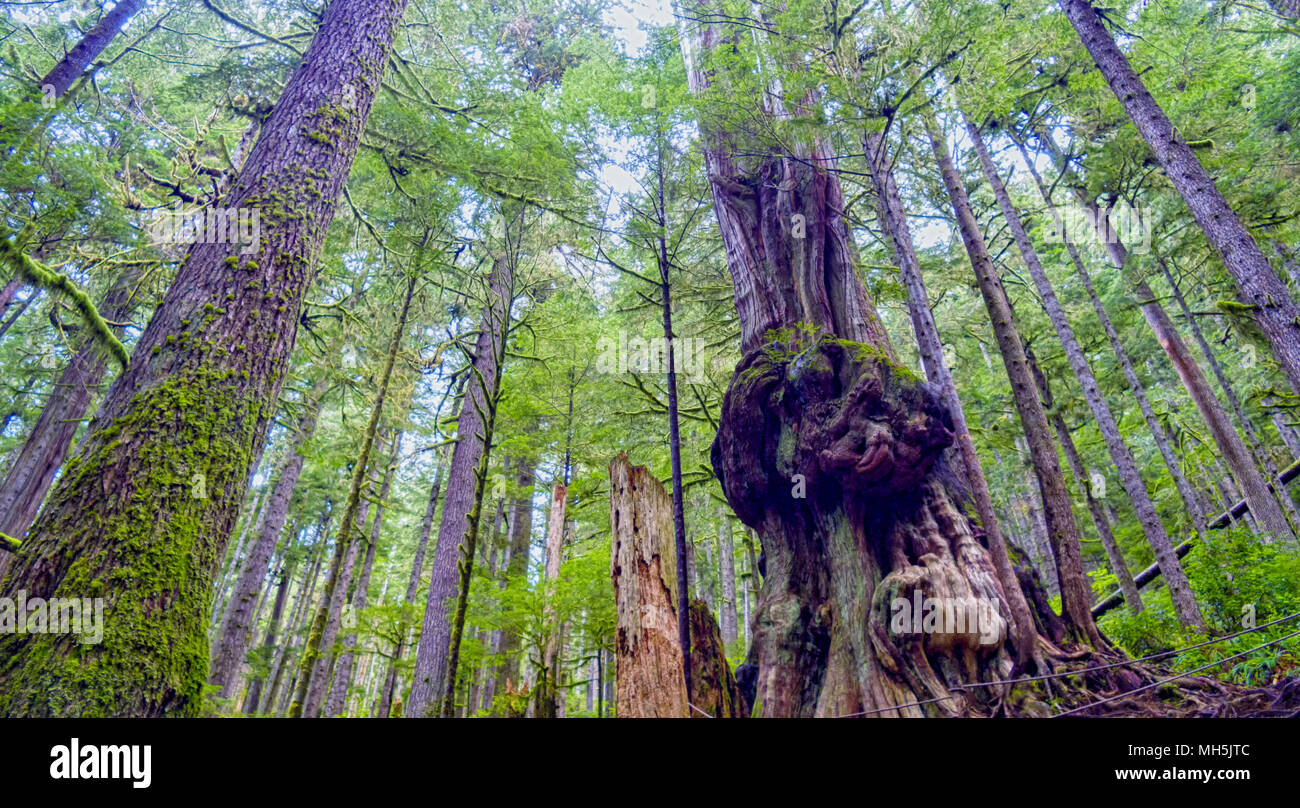 Beauté naturelle, dans l'île de Vancouver - Série 2 'Gnarliest' dans la forêt ancienne. Avatar Grove l'île de Vancouver la Colombie-Britannique Canada6 Banque D'Images