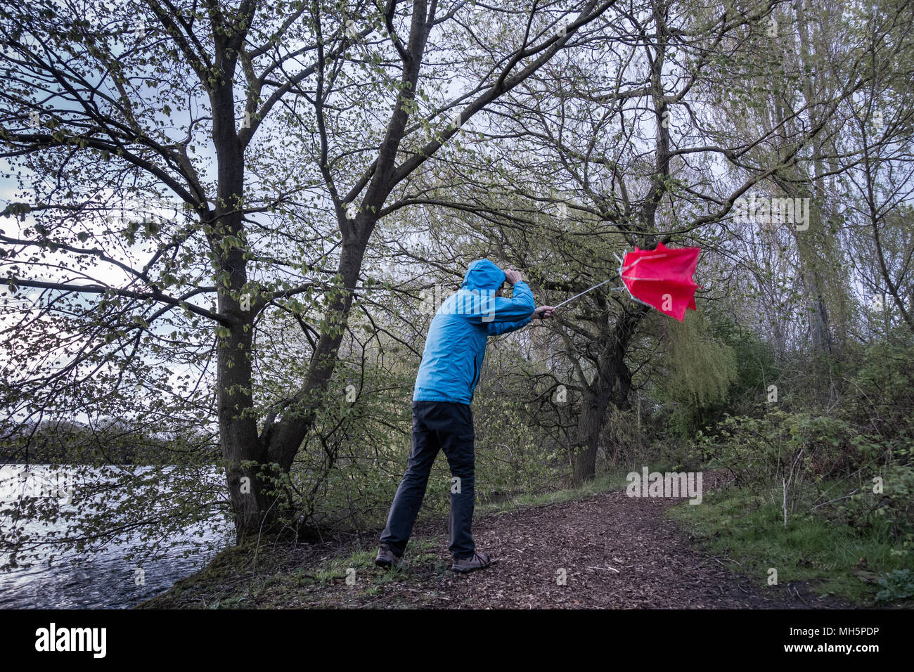 Homme avec un parapluie rouge le jour du vent/de l'orage. ROYAUME-UNI Banque D'Images
