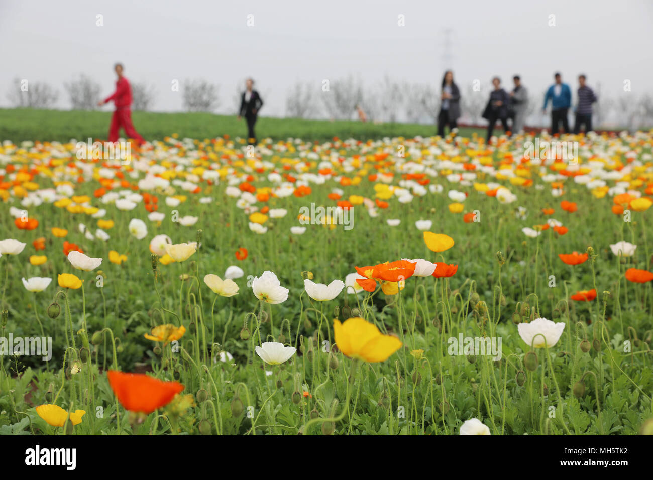 Beijing, Shanghai Ville de la Chine de l'est la province de Jiangsu. Apr 30, 2018. Les visiteurs profitent des fleurs dans le comté de Guanyun, Lianyungang Ville de la Chine de l'est de la province de Jiangsu, le 30 avril 2018. Les gens en Chine passent leur fête du Travail de diverses façons. Credit : Wu Chenguang/Xinhua/Alamy Live News Banque D'Images