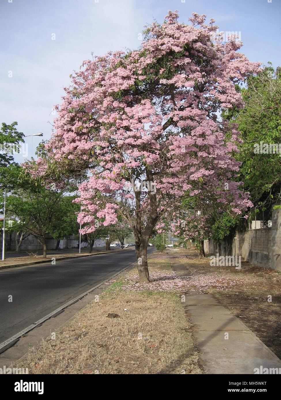 Le Venezuela, Guayana city, le 30 avril 2018. Un arbre de l'espèce : Tabebuia roseade en fleurs annonce le début de la saison des pluies au Venezuela, avec ses fleurs roses, indique le début de la saison des pluies dans ce pays d'Amérique du Sud. Credit : Jorgeprz / Alamy live news Banque D'Images