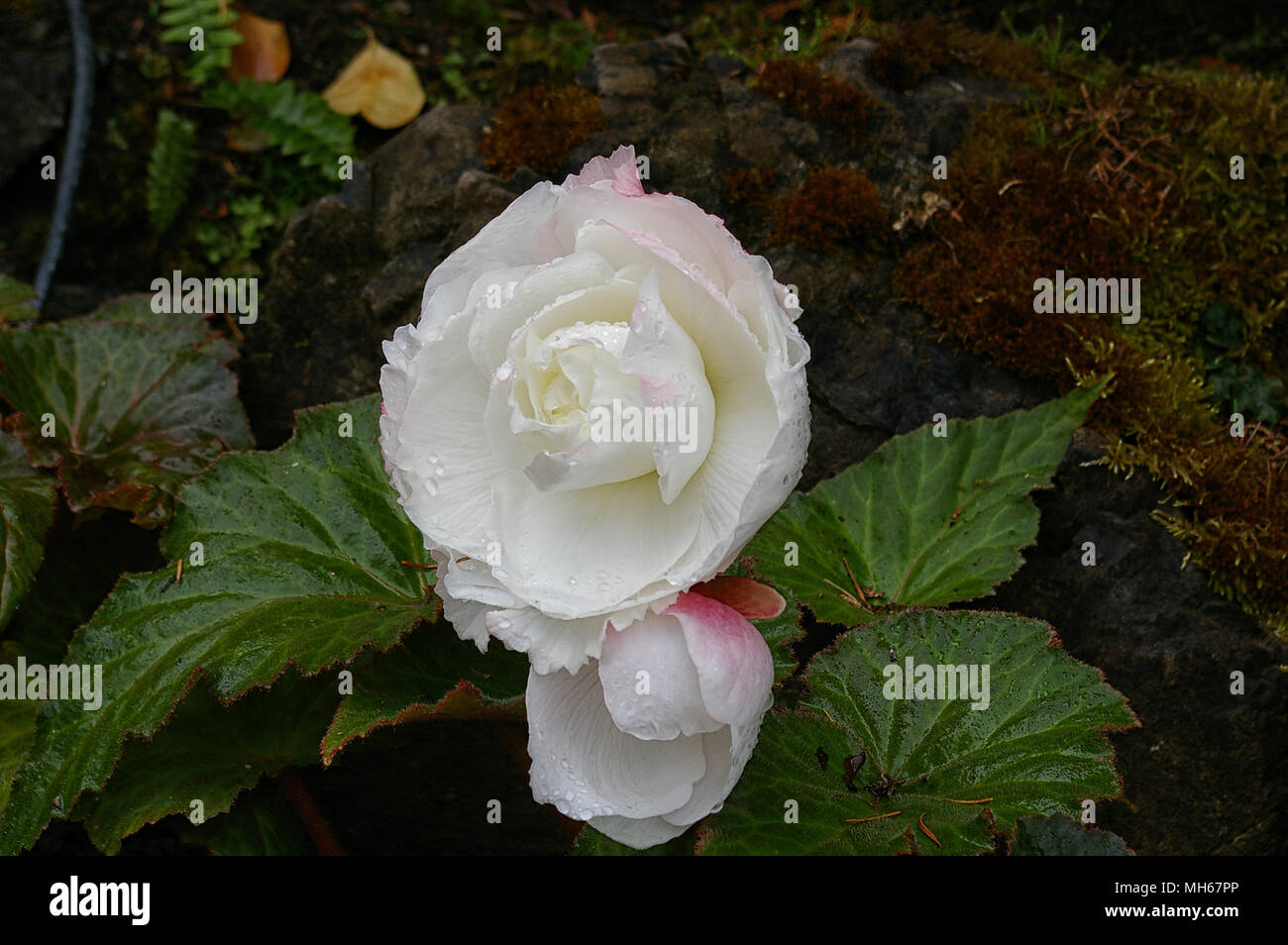 Close up of White Peony Flower de Butchart Gardens Banque D'Images