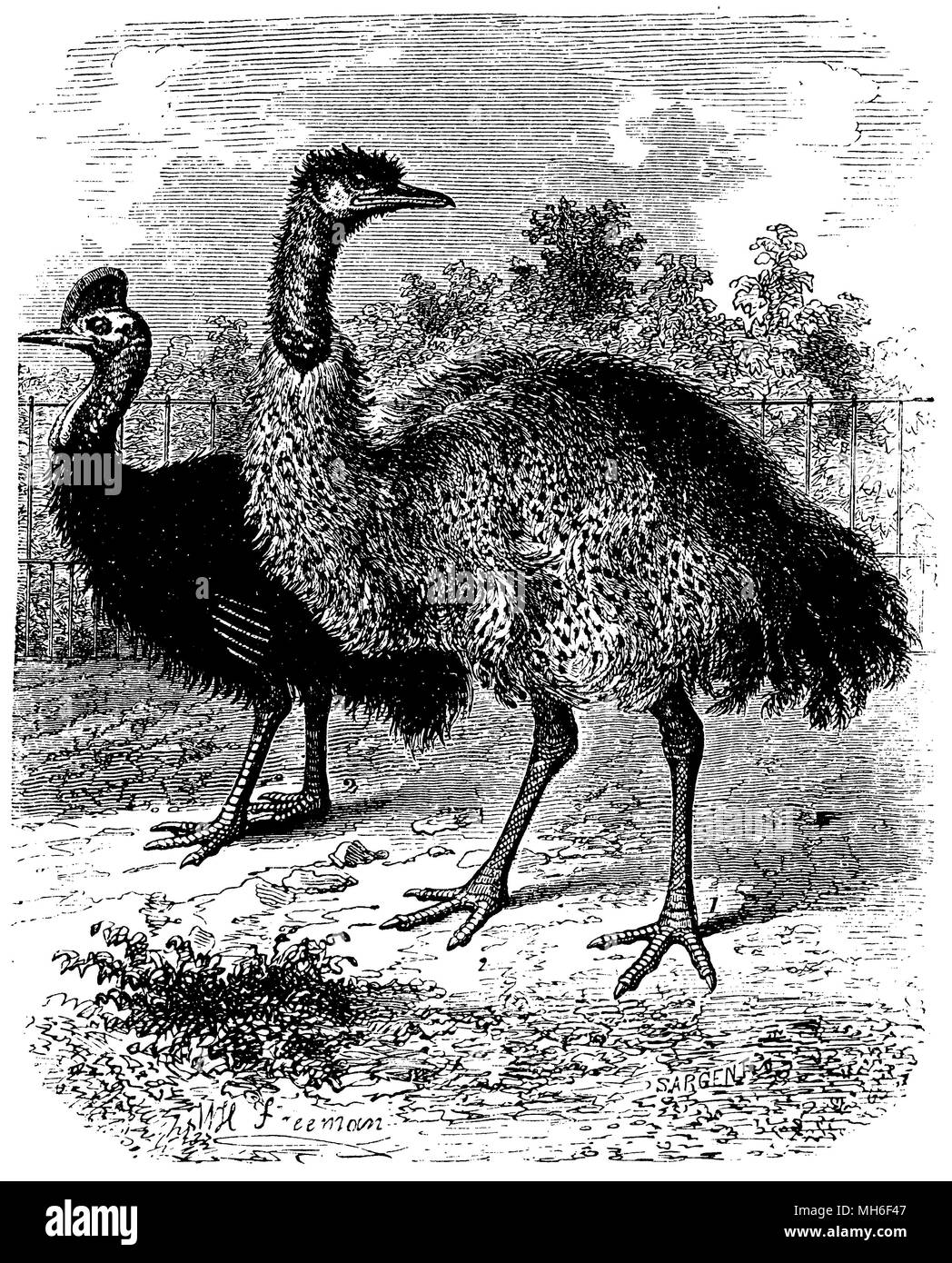 Cassowary (à gauche), l'UEM (droite), Banque D'Images