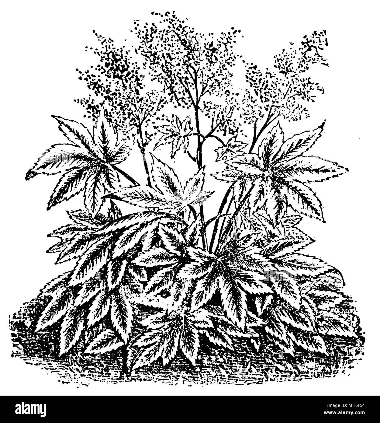 Ricinus communis, le ricin, ou ricin-plante, 1912 Banque D'Images