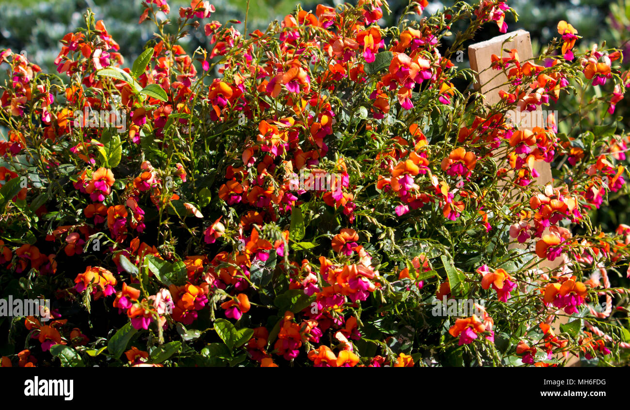 Chorizema cordatum, coeur de flamme à feuilles d'une plante à fleurs pois de la famille des pois, dans les sols limoneux graveleux ou dans les forêts d'eucalyptus, l'ouest de l'Australie.. Banque D'Images