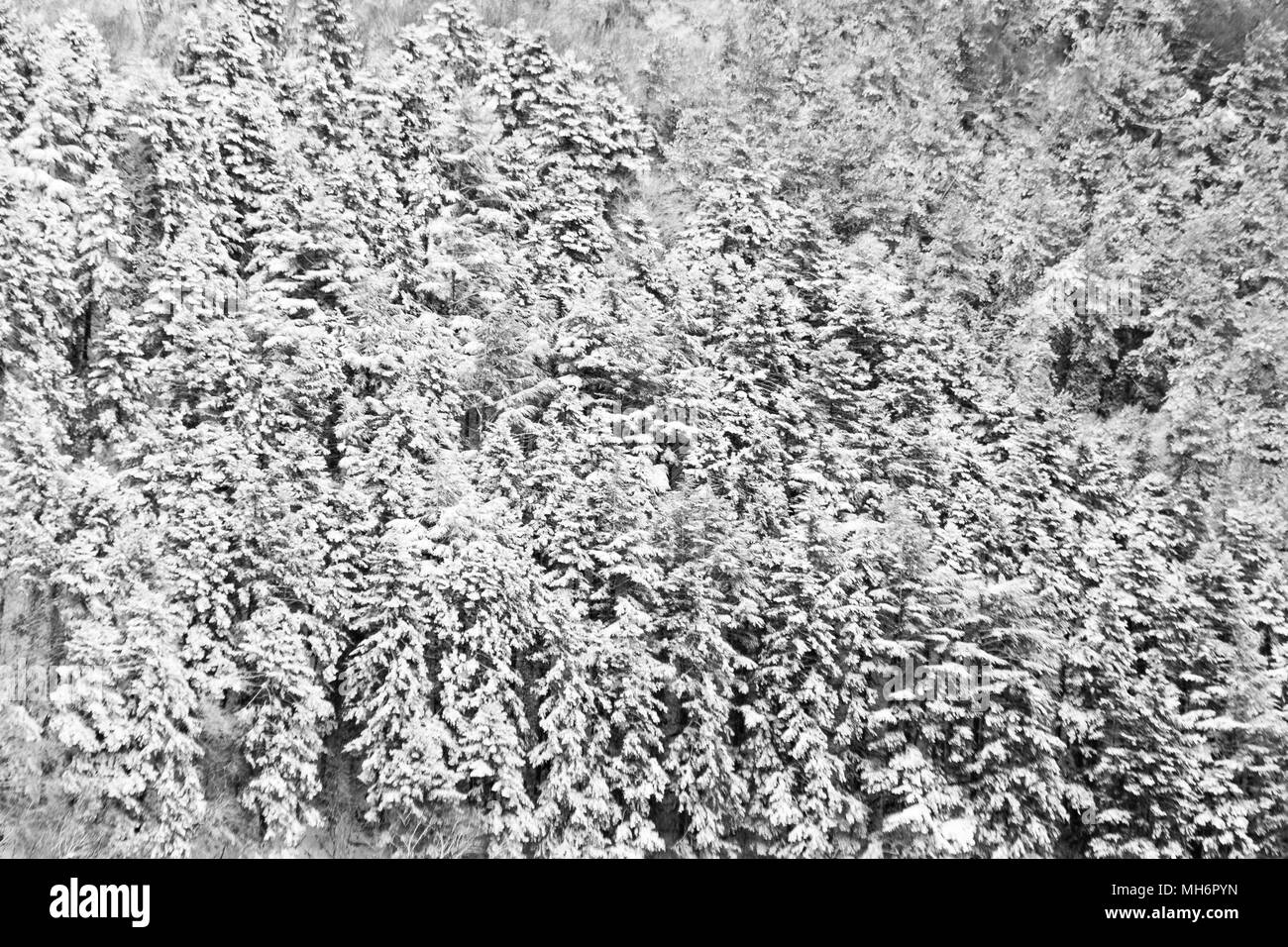 Vue aérienne des arbres couverts de neige dans une forêt, sur le côté de la montagne Subasio (Ombrie), créant une sorte de texture abstrait Banque D'Images