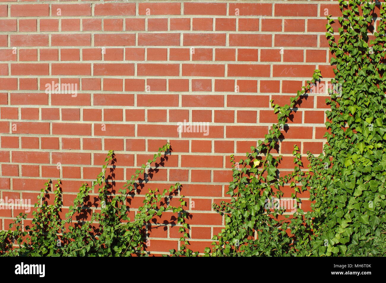 Mur de brique rouge avec ivy comme texture d'arrière-plan Banque D'Images