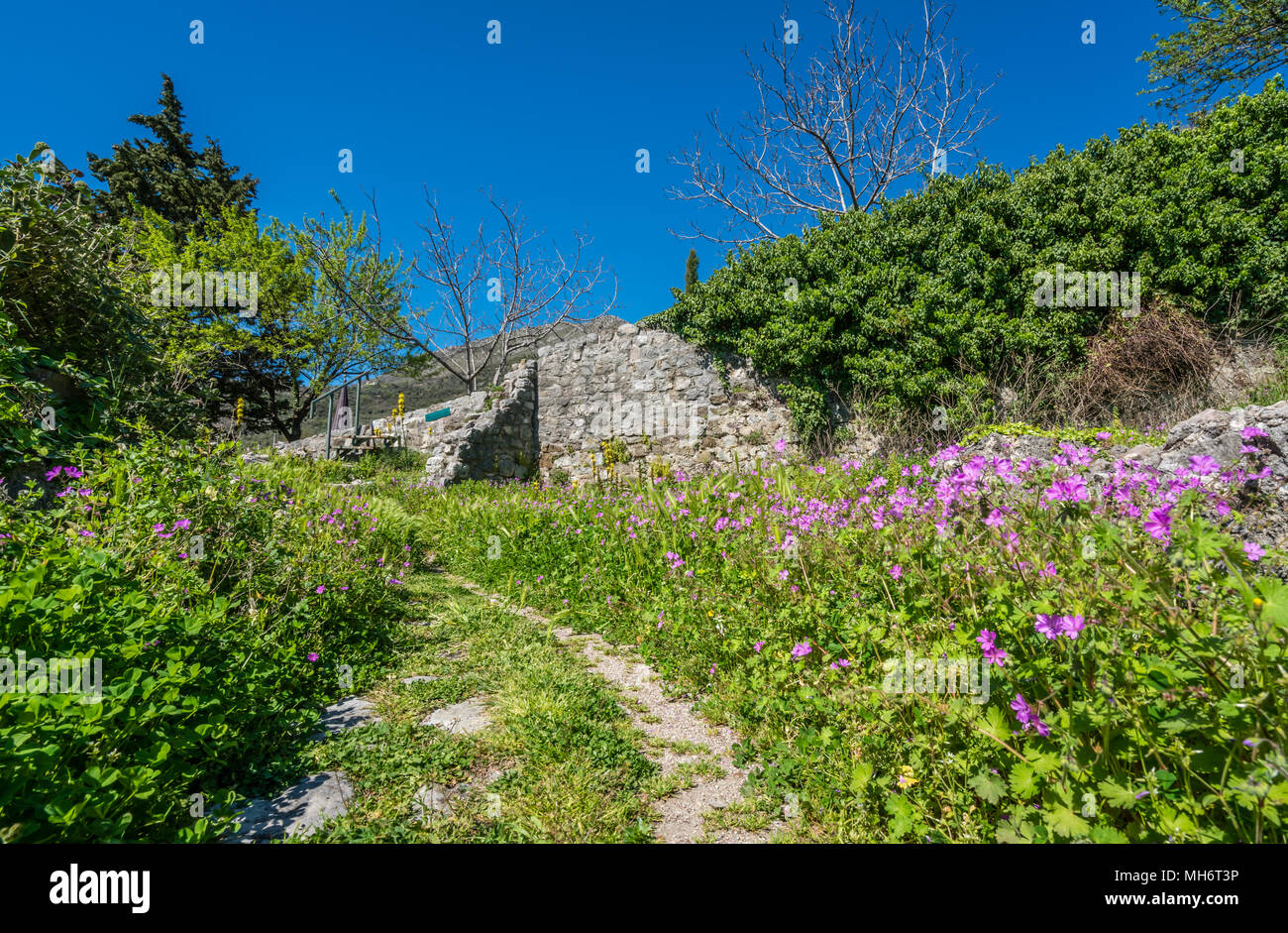 Sentier de marche parmi les fleurs violettes dans les ruines de l'ancienne citadelle et les remparts de la ville de Stari Bar ville près de Bar city, Monténégro Banque D'Images