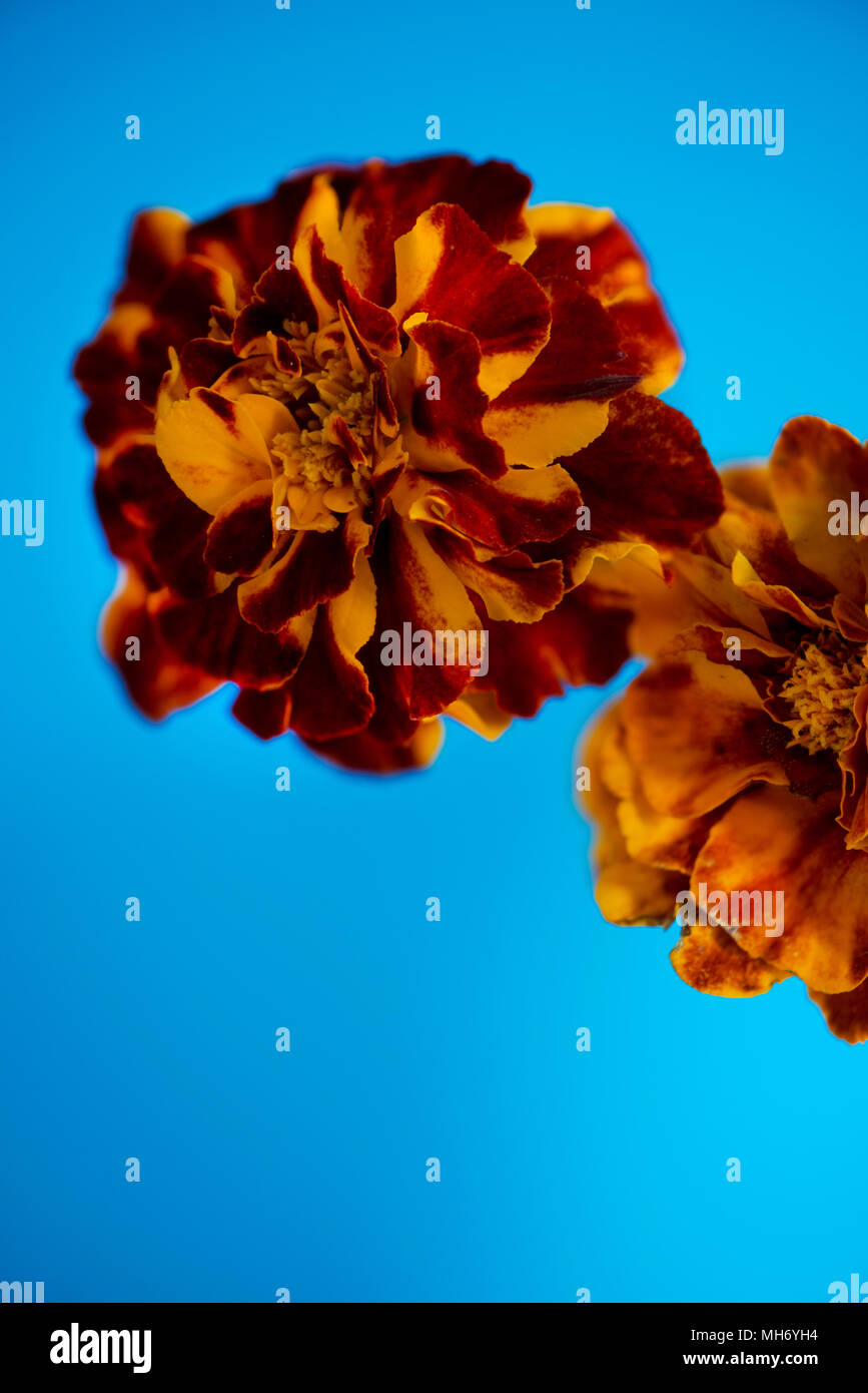 Tagetes patula fleur sur fond bleu. Profondeur de champ. Banque D'Images