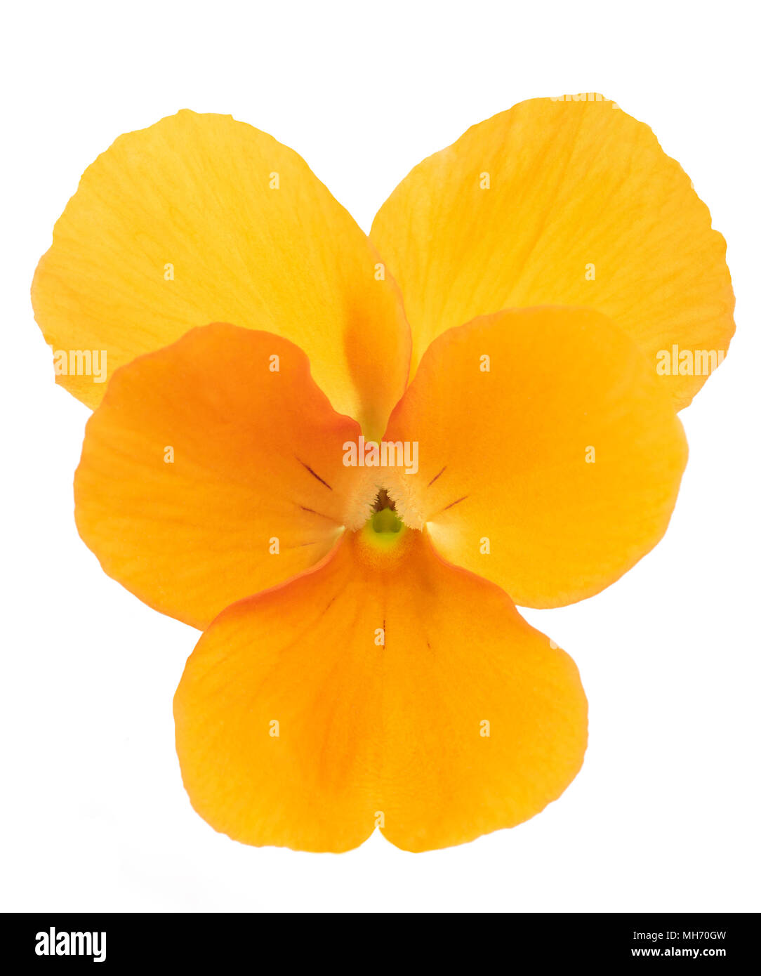 Pansy flower head Orange isolé sur fond blanc Banque D'Images