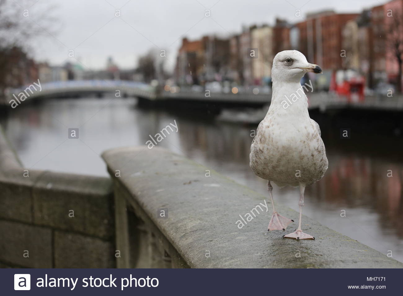 Par une matinée pluvieuse à Dublin une mouette blanche vues O'Connell Bridge à partir d'un point de vue spécial. Banque D'Images