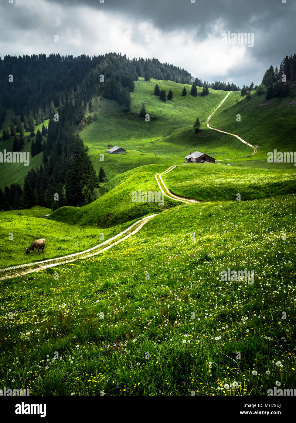 Swiss Mountain luxuriante prairie avec un chemin de randonnée, des vaches et une maison de ferme Banque D'Images