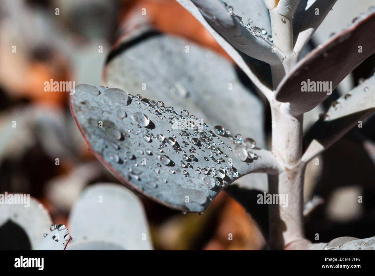 Gouttes de rosée sur plante succulente - libre Banque D'Images