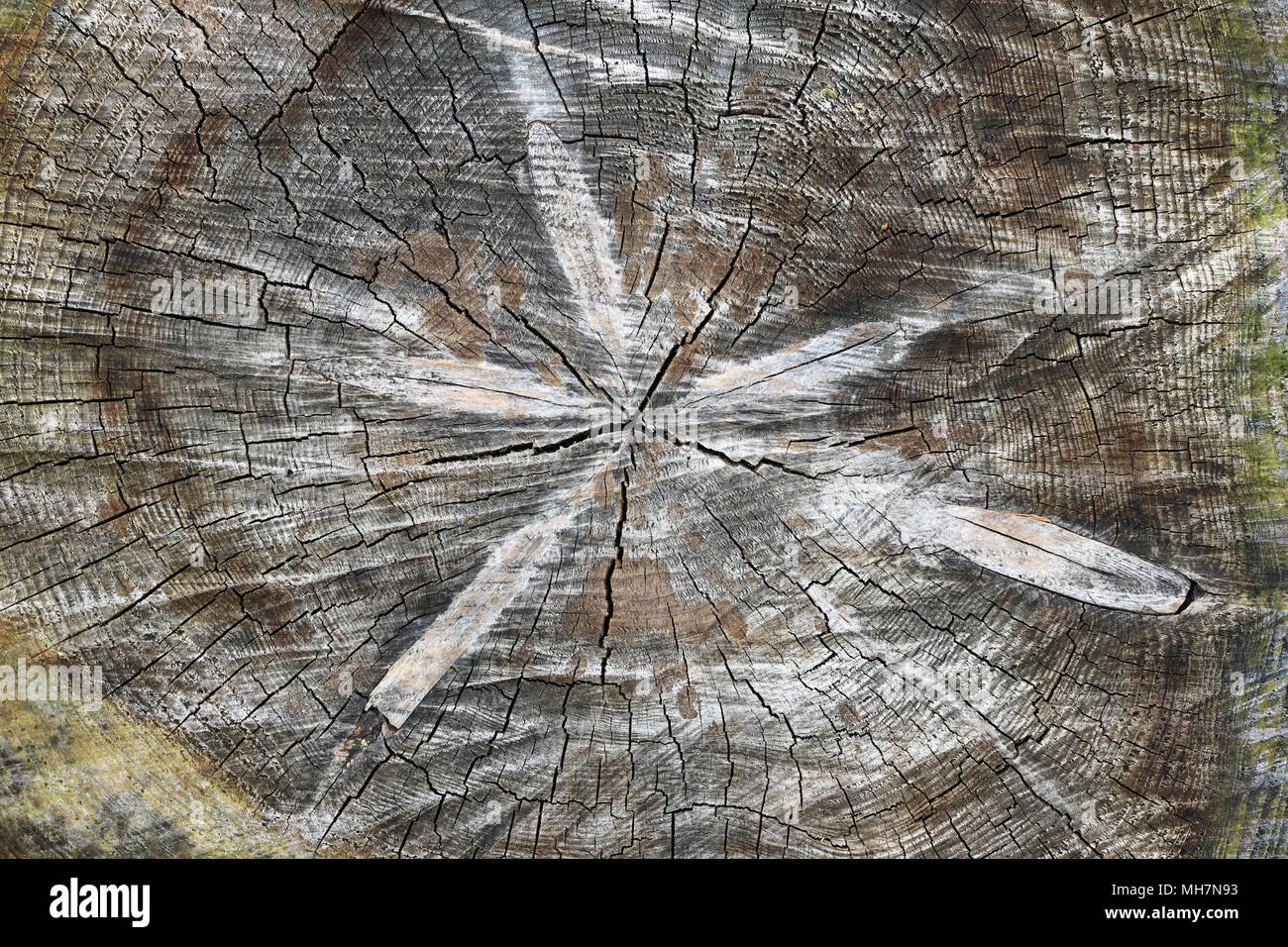 Tronc d'arbre coupé - texture de bois - anneaux annuels Banque D'Images