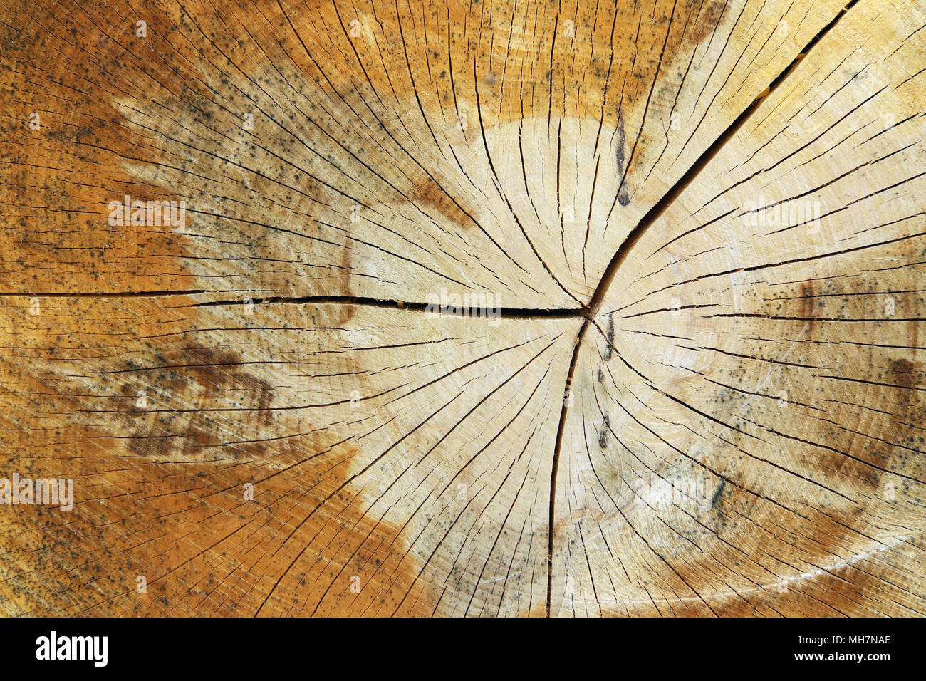 Tronc d'arbre coupé - texture du bois - anneaux annuels Banque D'Images