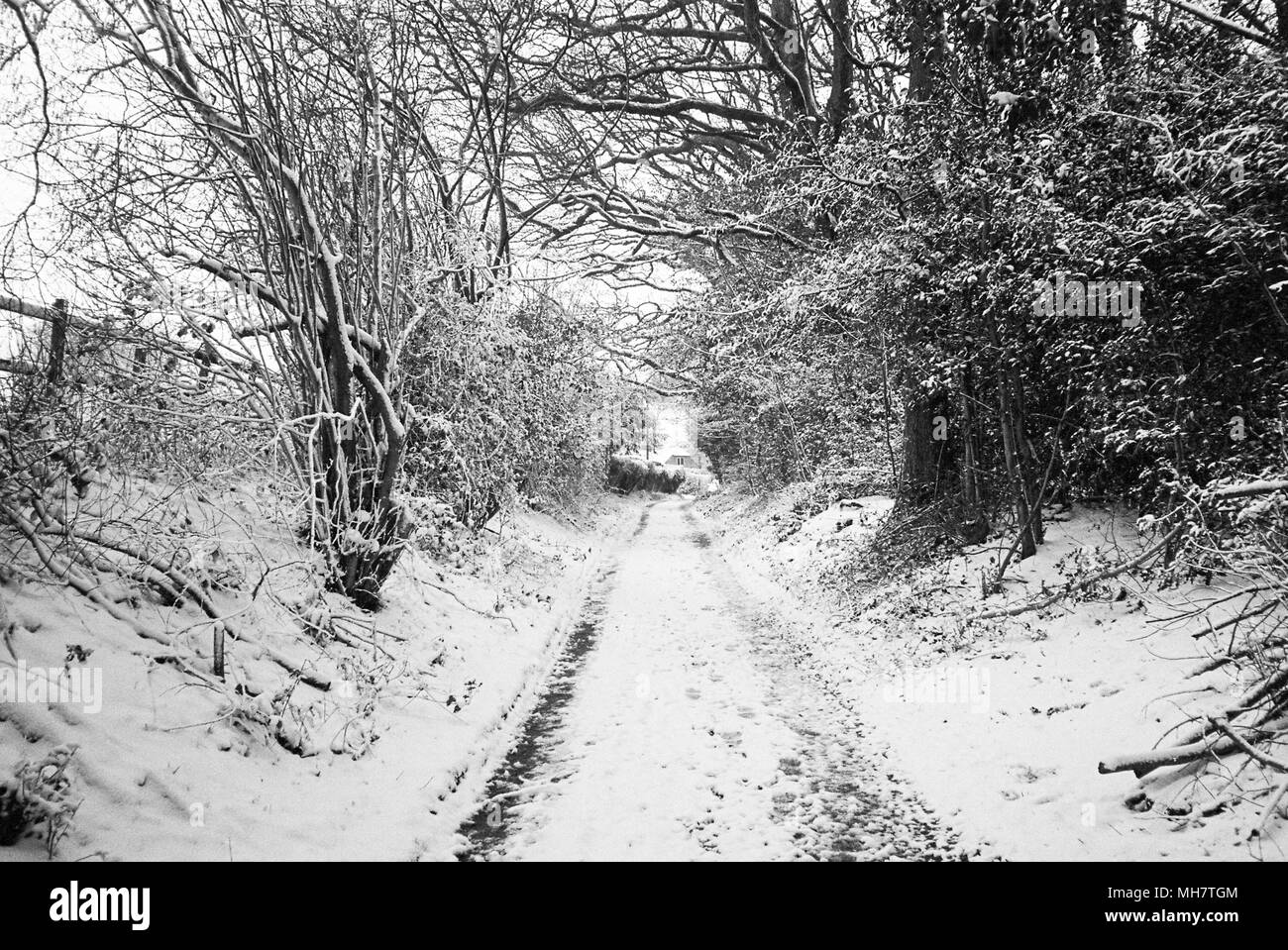Knapp Lane couvertes de neige, Medstead, Alton, Hampshire, Royaume-Uni. Banque D'Images