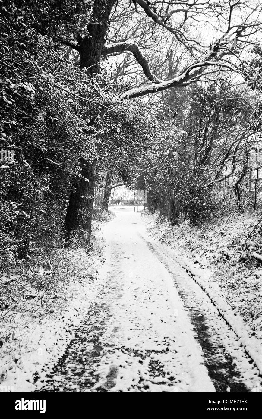 Knapp Lane couvertes de neige, Medstead, Alton, Hampshire, Royaume-Uni. Banque D'Images