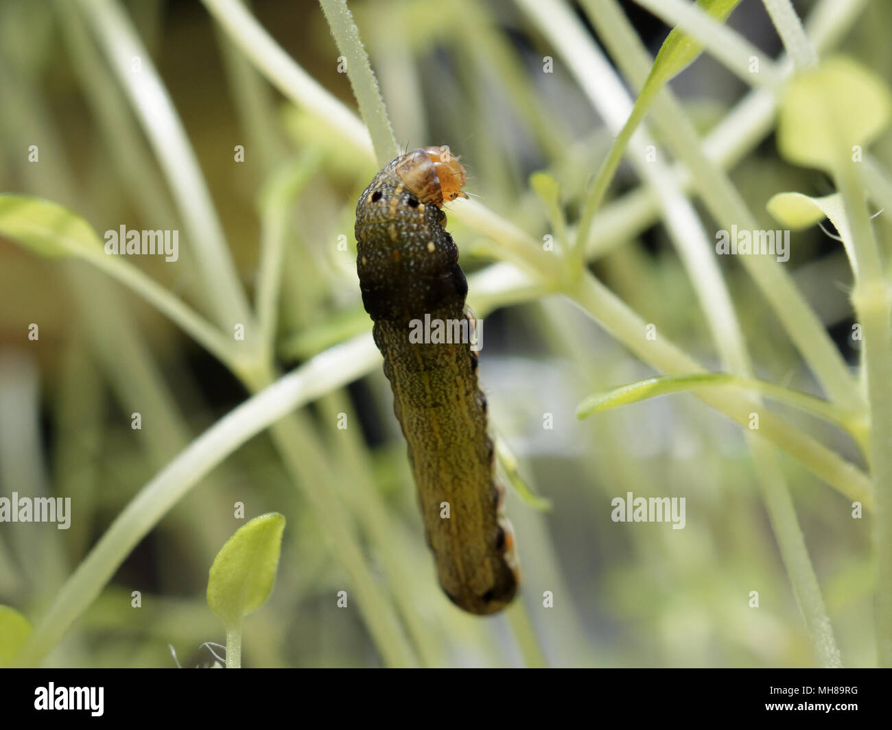 Close up shot of green caterpillar ou ver de papillon avec l'escalade de la bouche rouge, manger et vivre vert sur les feuilles de thym et d'arbres avec des concepts de la nature, des animaux et des insectes Banque D'Images
