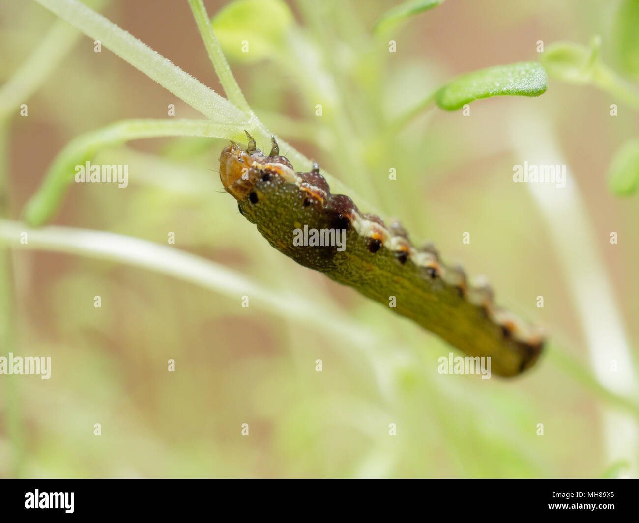 Close up shot of green caterpillar ou ver de papillon avec l'escalade de la bouche rouge, manger et vivre vert sur les feuilles de thym et d'arbres avec des concepts de la nature, des animaux et des insectes Banque D'Images