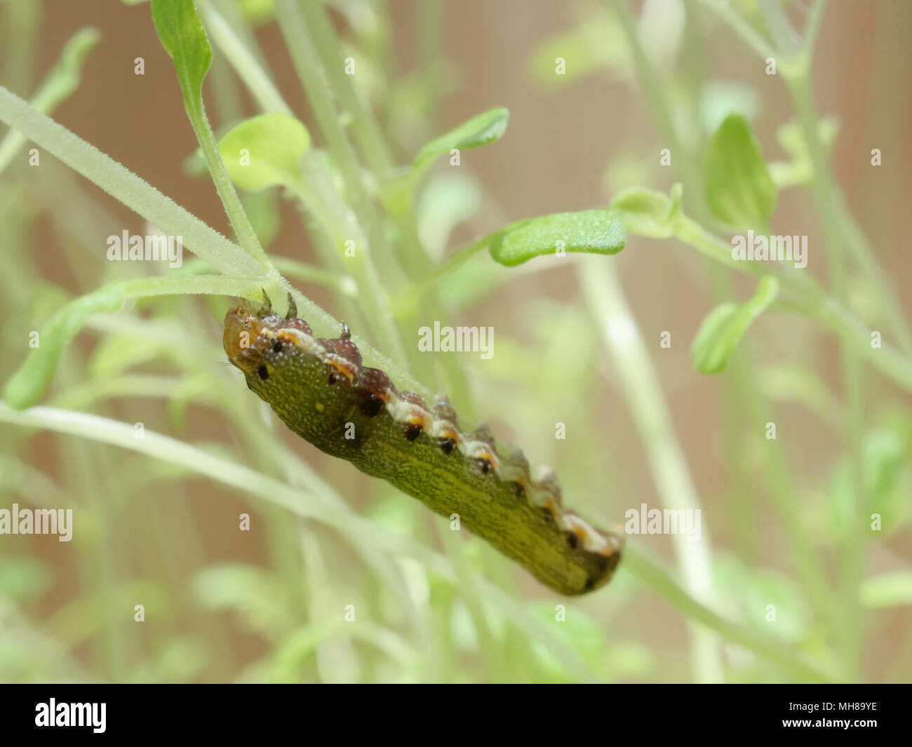 Close up shot of green caterpillar ou ver de papillon avec l'escalade de la bouche rouge, manger et vivre vert sur les feuilles de thym et d'arbres avec des concepts de la nature, des animaux et des insectes Banque D'Images