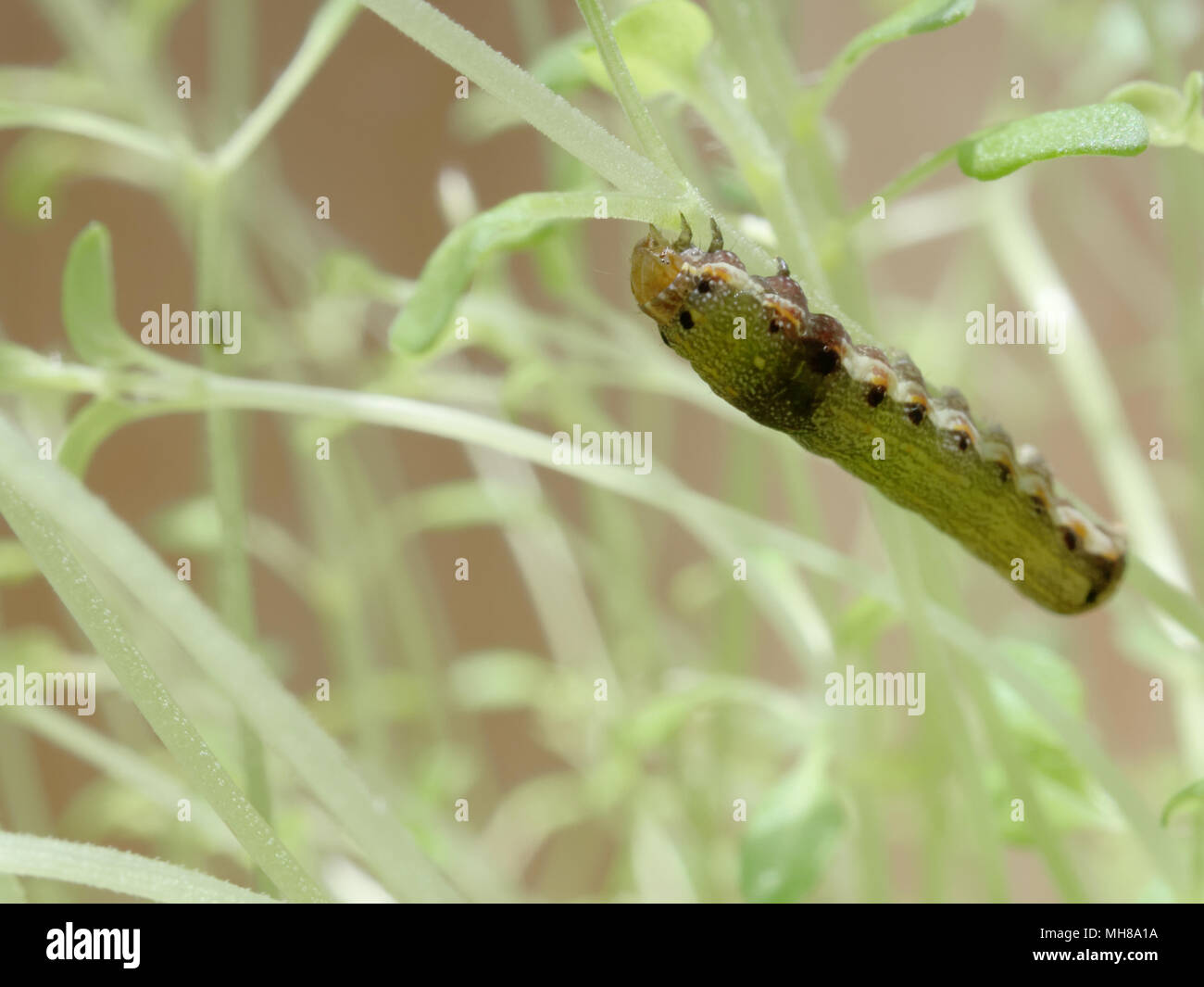 Close up shot of green caterpillar ou ver de papillon avec l'escalade de la bouche rouge, manger et vivre vert sur les feuilles de thym et d'arbres avec des concepts de nat Banque D'Images