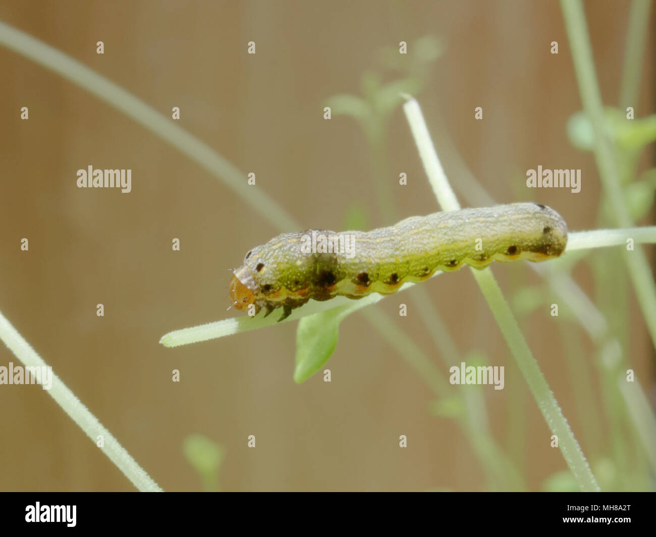 Close up shot of green caterpillar ou ver de papillon avec l'escalade de la bouche rouge, manger et vivre vert sur les feuilles de thym et d'arbres avec des concepts de la nature, des animaux et des insectes Banque D'Images