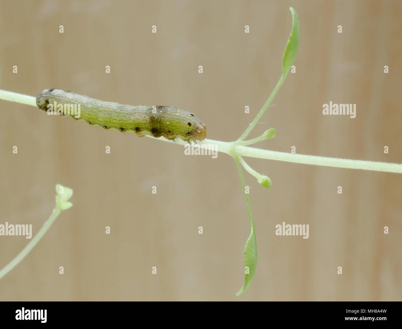 Close up shot of green caterpillar ou ver de papillon avec l'escalade de la bouche rouge, manger et vivre vert sur les feuilles de thym et d'arbres avec des concepts de nat Banque D'Images