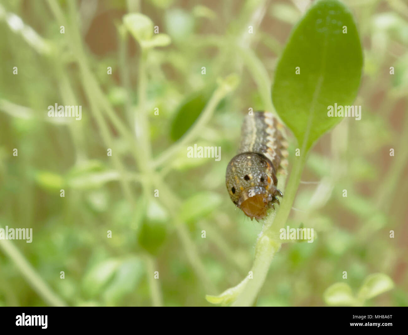 Close up shot of green caterpillar ou ver de papillon avec l'escalade de la bouche rouge, manger et vivre vert sur les feuilles de thym et d'arbres avec des concepts de la nature, des animaux et des insectes Banque D'Images
