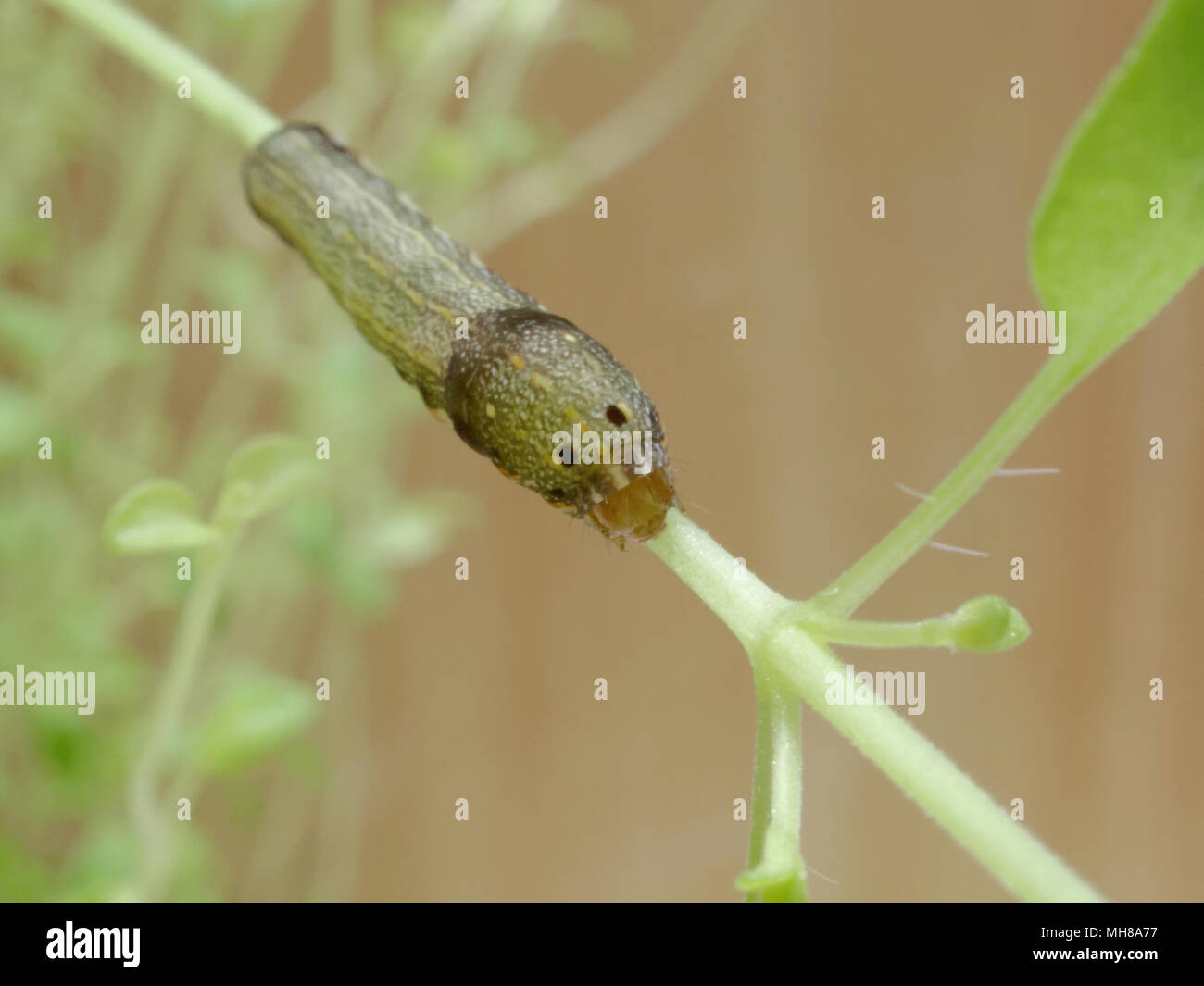 Close up shot of green caterpillar ou ver de papillon avec l'escalade de la bouche rouge, manger et vivre vert sur les feuilles de thym et d'arbres avec des concepts de la nature, des animaux et des insectes Banque D'Images