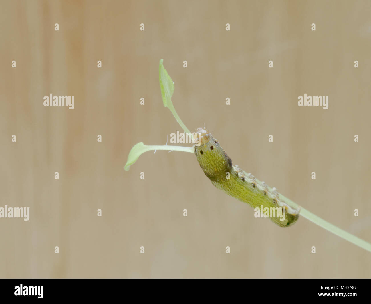 Close up shot of green caterpillar ou ver de papillon avec l'escalade de la bouche rouge, manger et vivre vert sur les feuilles de thym et d'arbres avec des concepts de la nature, des animaux et des insectes Banque D'Images